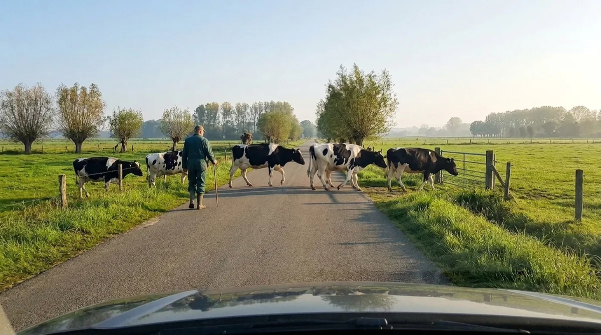 Illustratie bij: Dieren geleiden of bewaken